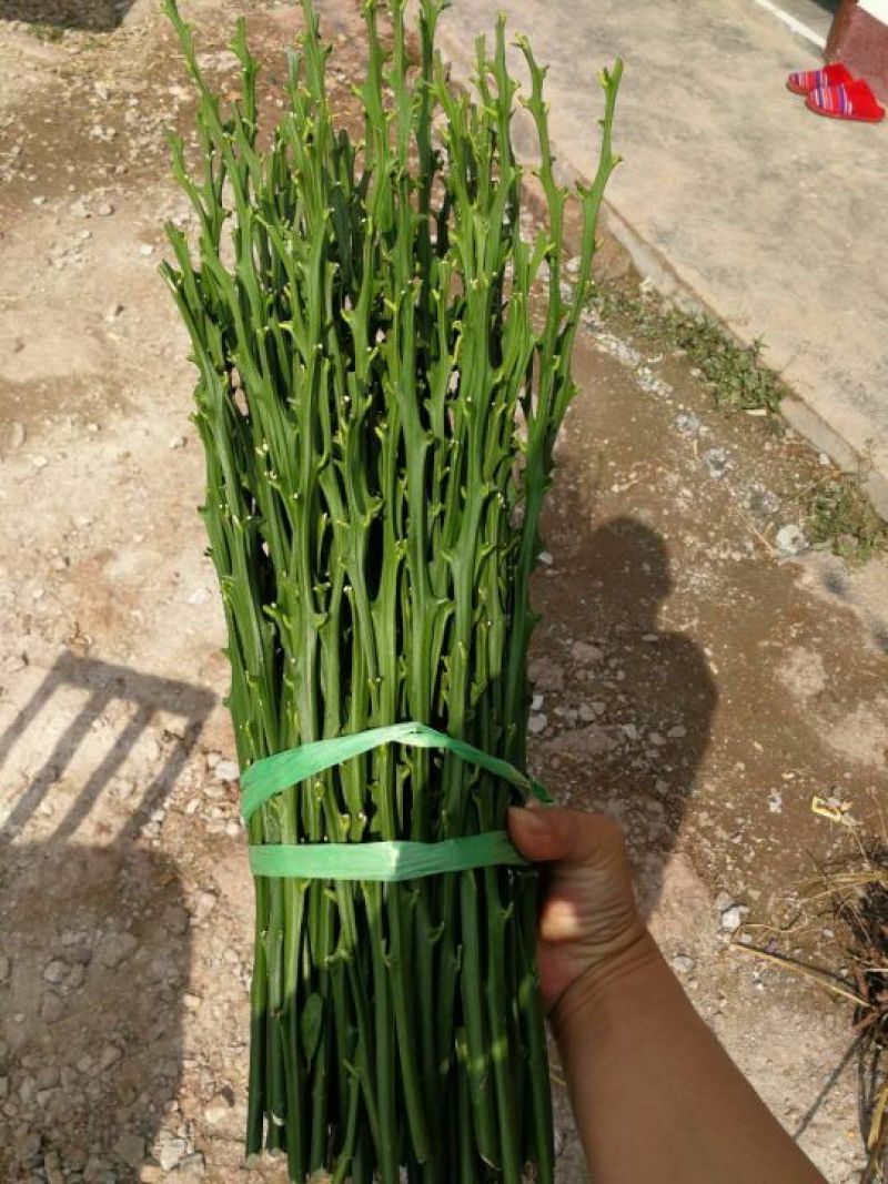 柑橘枝条091无核沃柑枝条30~50cm