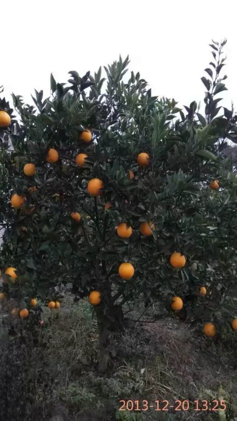 椪柑苗30~50cm