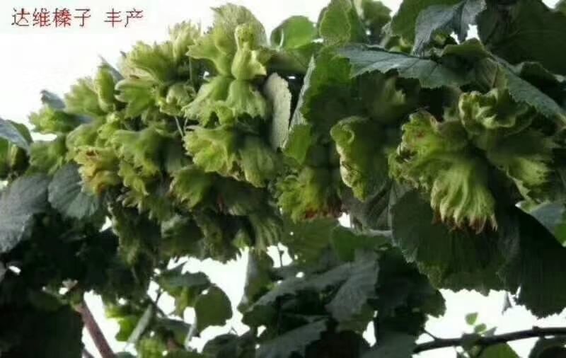正宗东北辽宁本溪市桓仁县平欧大榛子苗！！！！！