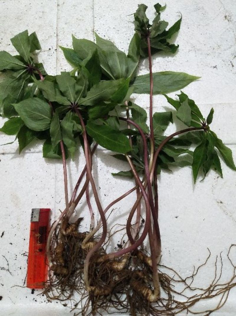 重楼七叶一枝花种苗3年-5年优质高产种苗