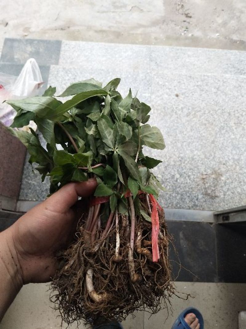 重楼七叶一枝花种苗3年-5年优质高产种苗
