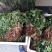 重楼七叶一枝花种苗3年-5年优质高产种苗
