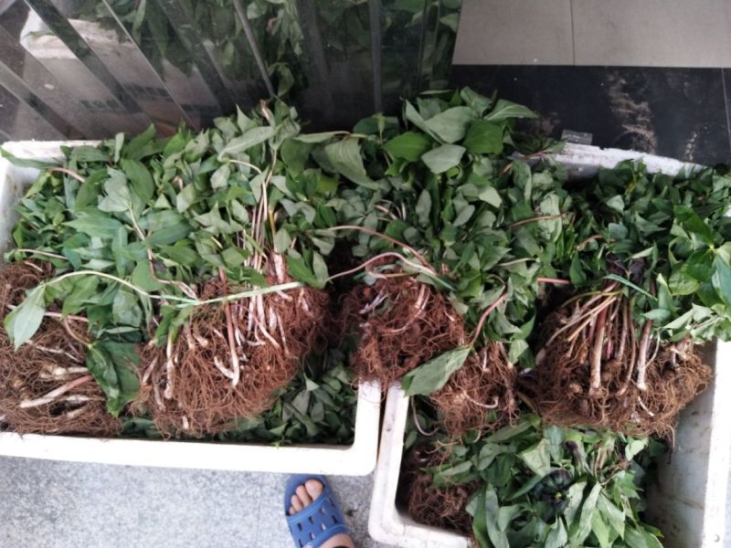 重楼七叶一枝花种苗3年-5年优质高产种苗