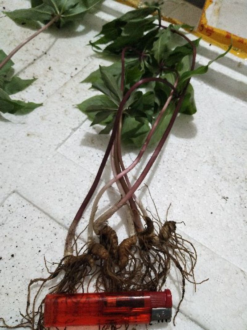 重楼七叶一枝花种苗3年-5年优质高产种苗