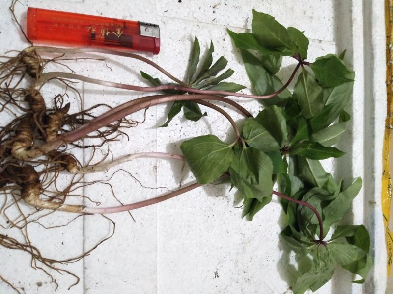 重楼七叶一枝花种苗3年-5年优质高产种苗