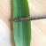 苇叶40~50cm