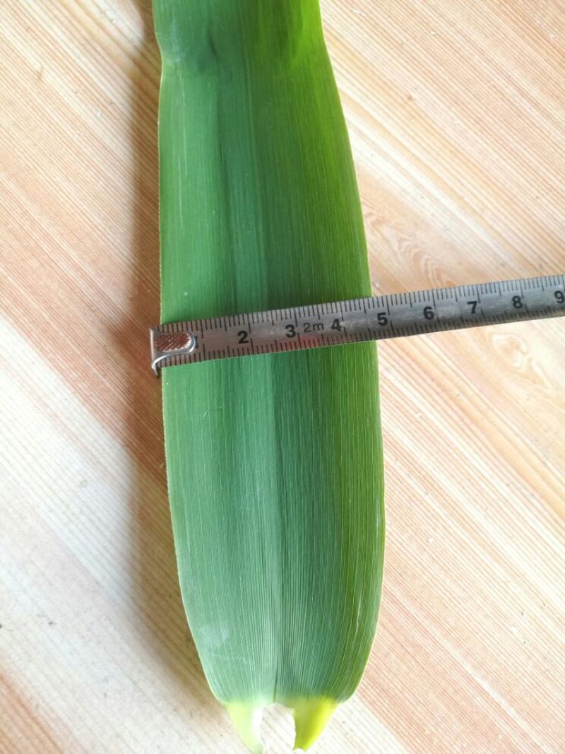 苇叶40~50cm