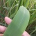 苇叶40~50cm
