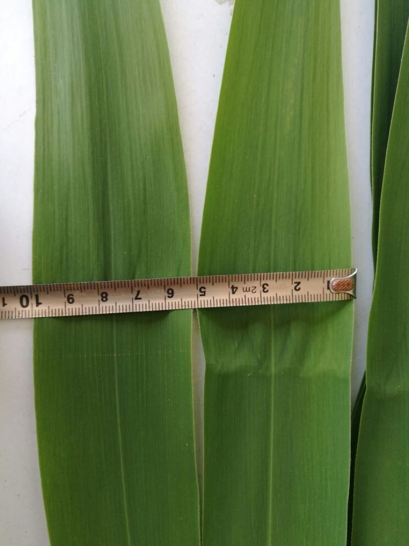 苇叶40~50cm