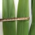苇叶40~50cm