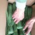 苇叶40~50cm