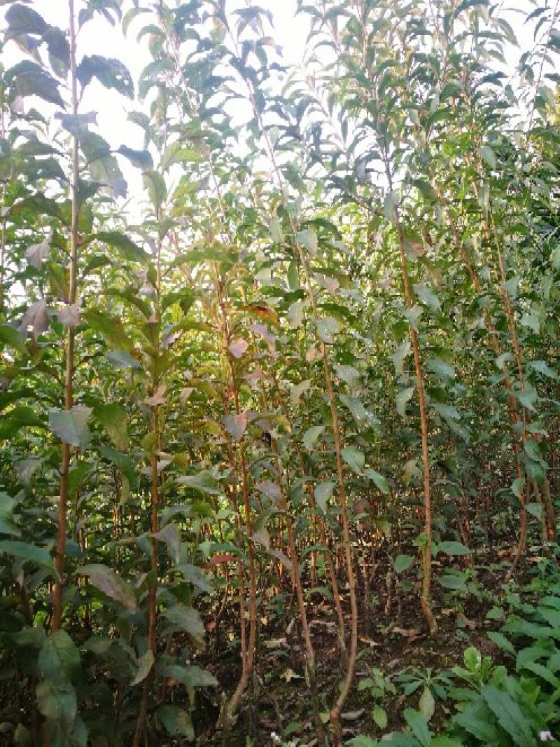 蜂糖李子苗50~100cm