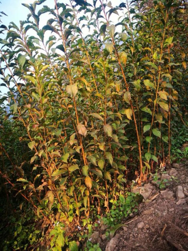 蜂糖李子苗50~100cm