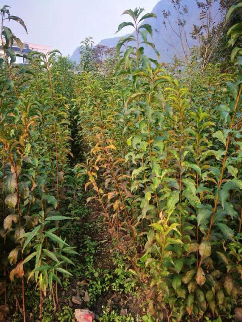 蜂糖李子苗50~100cm