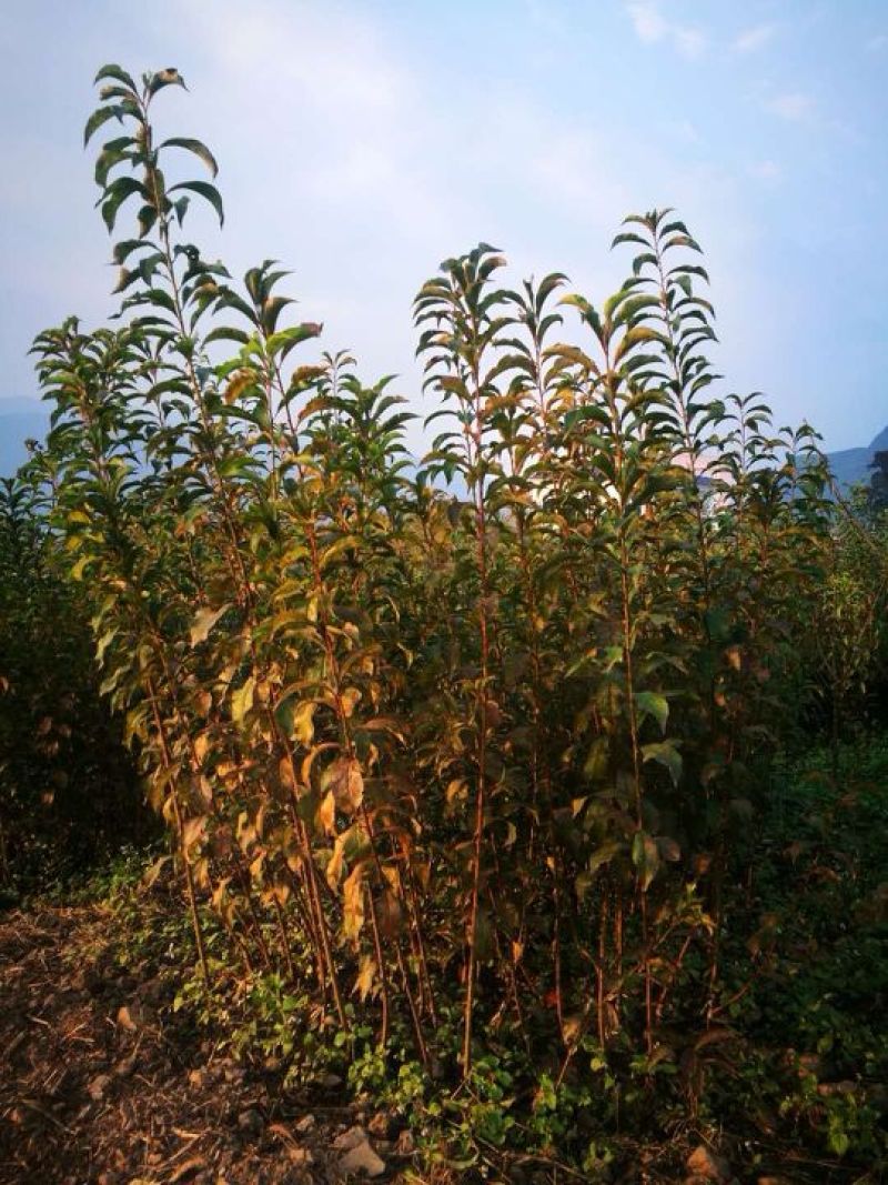 蜂糖李子苗50~100cm