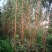 蜂糖李子苗50~100cm