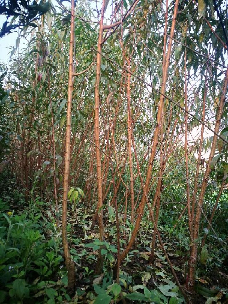 蜂糖李子苗50~100cm