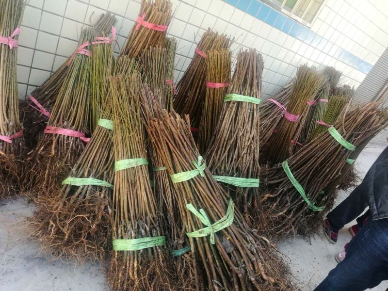 蜂糖李子苗50~100cm