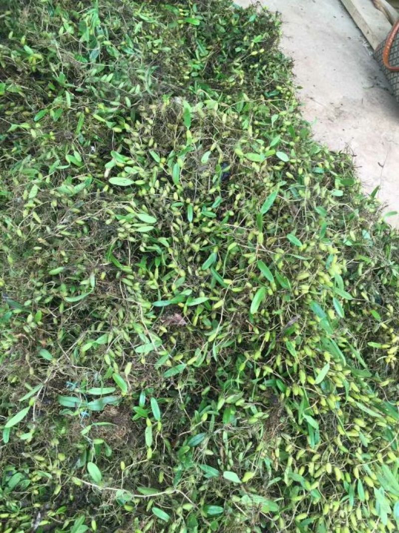 石橄榄