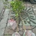 红橘苗50~80cm