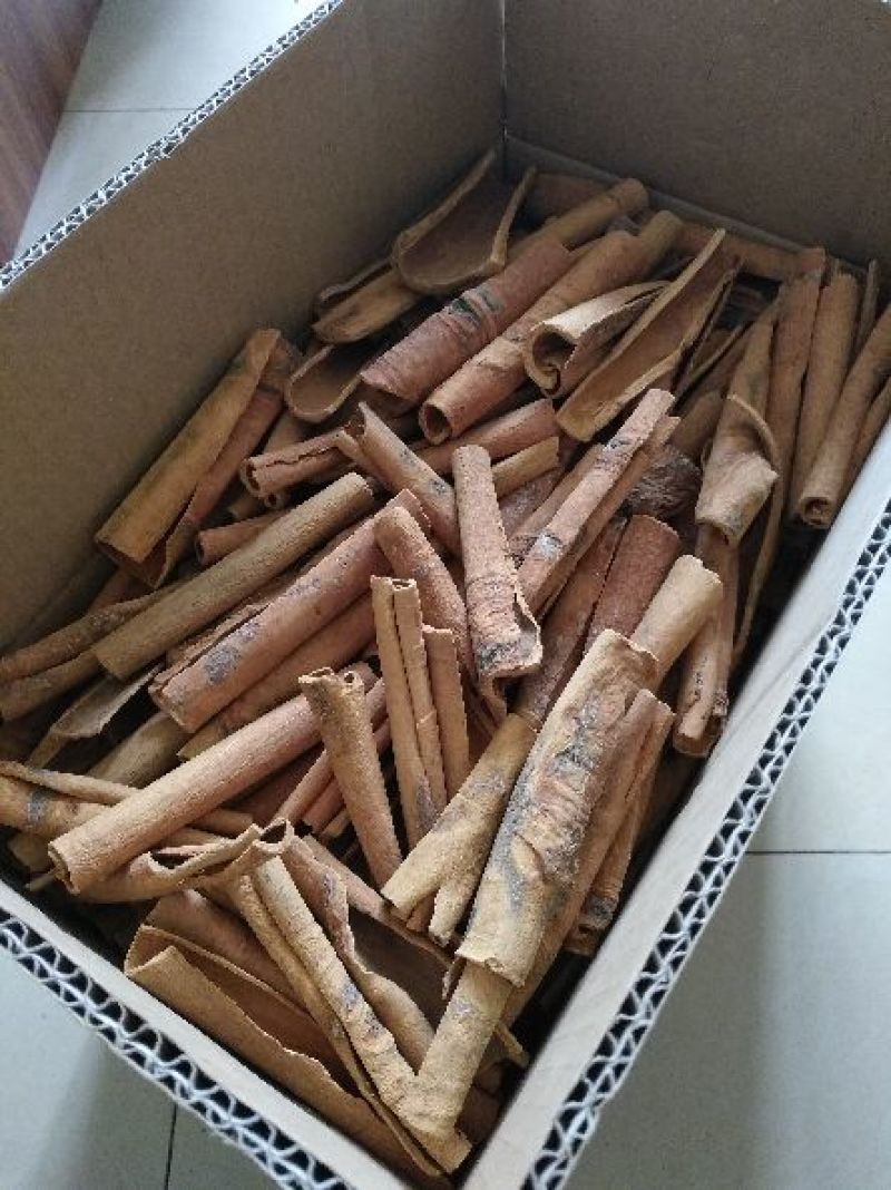 广西烟仔桂一级产品干度好卖相好产地批发包邮