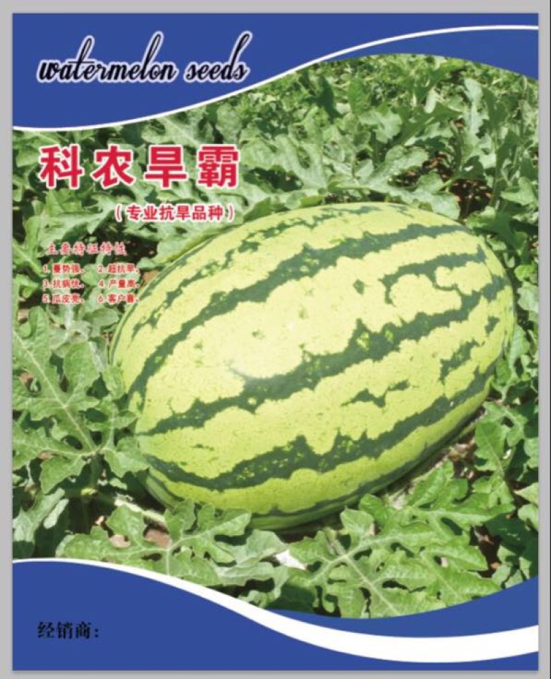 耐旱大果型西瓜种子～科龙旱霸