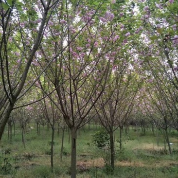 樱花树4~6cm