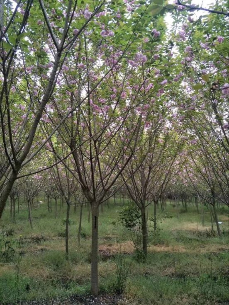 樱花树4~6cm