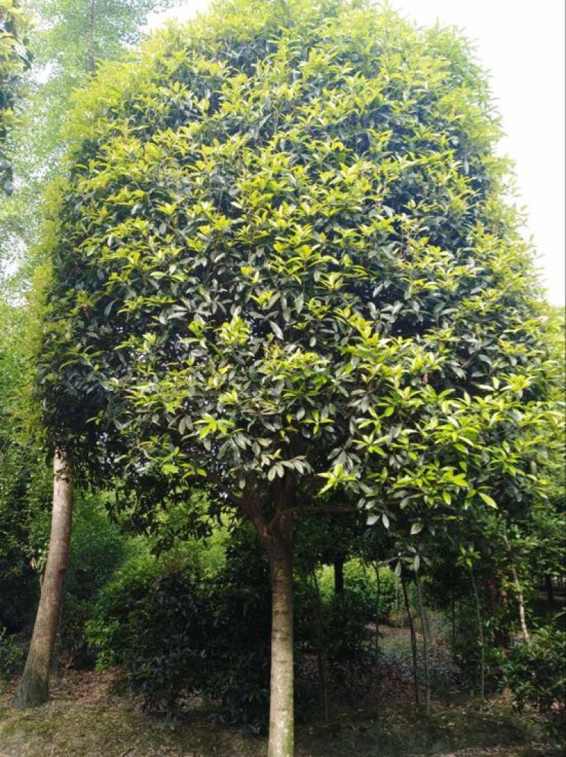 八月桂16~18cm4米以上3米以上