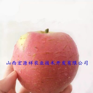 红富士苹果80mm以上光果