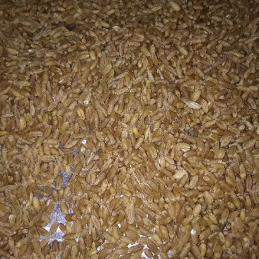 小麦12.5%以下