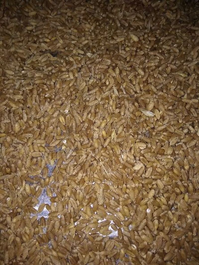 小麦12.5%以下