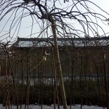 槐树苗10~20cm