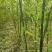槐树苗10~20cm