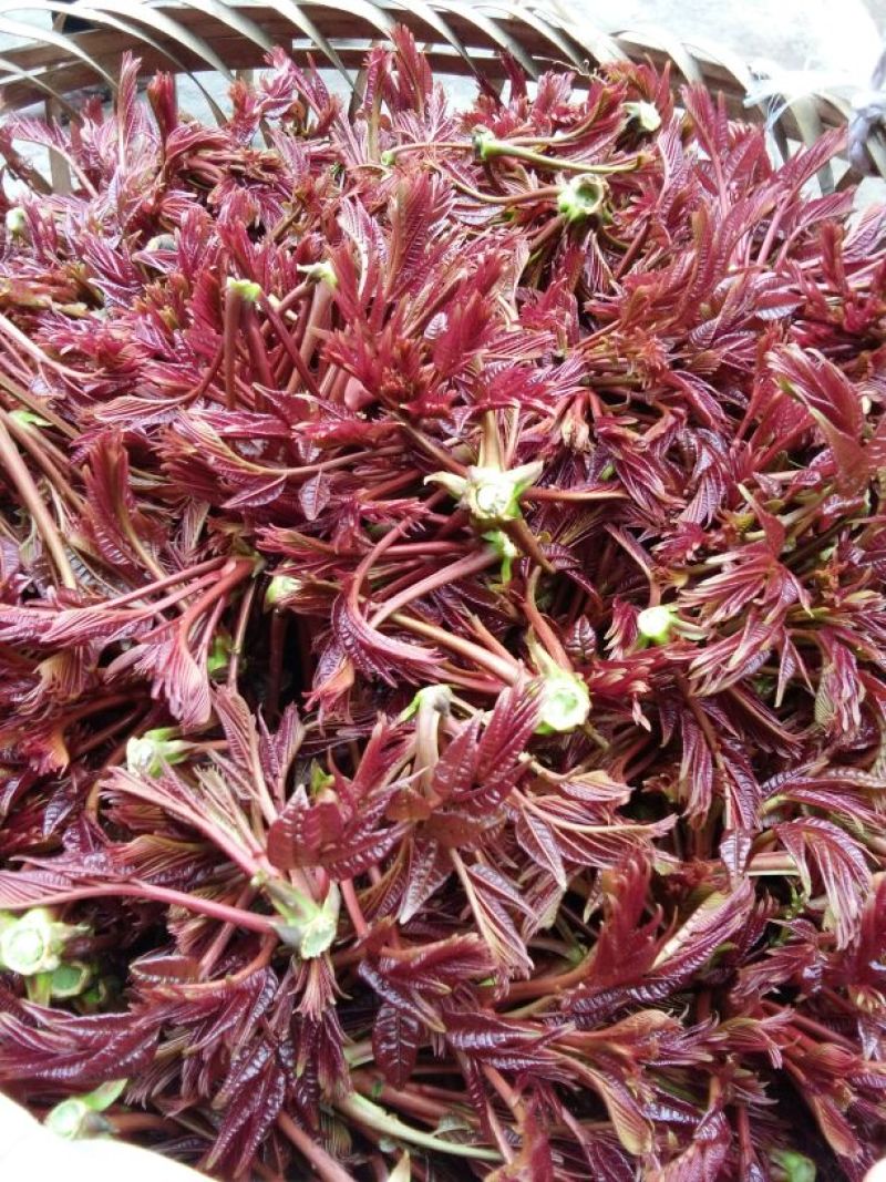 香椿芽6cm以下
