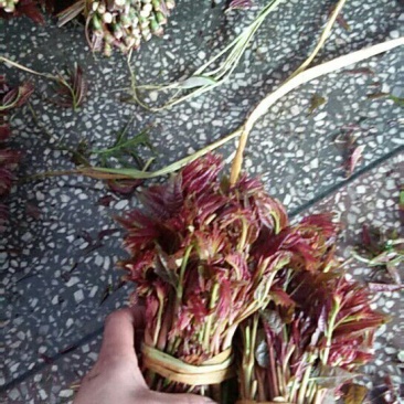 香椿芽6cm以下