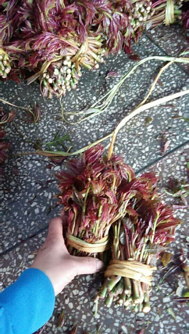香椿芽6cm以下