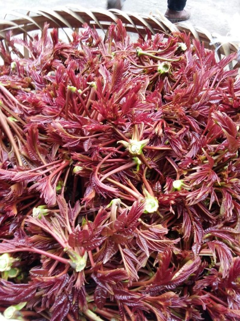 香椿芽6cm以下