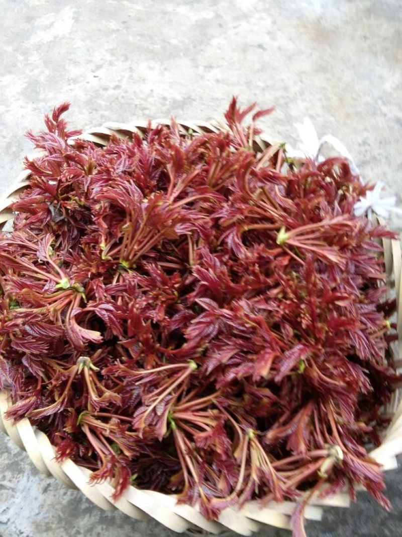 香椿芽6cm以下