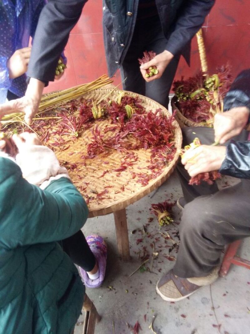 香椿芽10cm以下