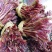 香椿芽10cm以下