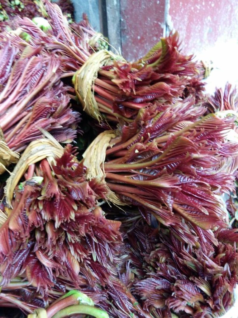 香椿芽10cm以下