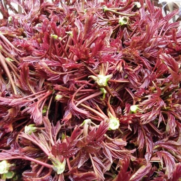 香椿芽10cm以下