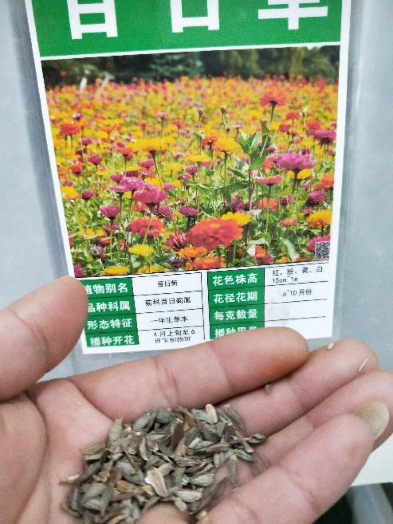 百日草种子花卉种子发芽快花期长10斤/亩