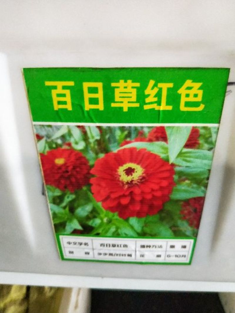 百日草种子花卉种子发芽快花期长10斤/亩