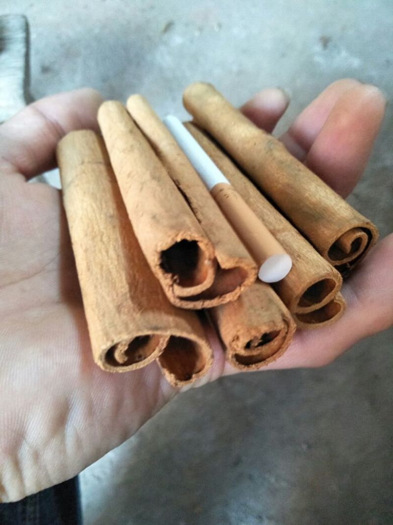 烟仔桂精品烟仔桂