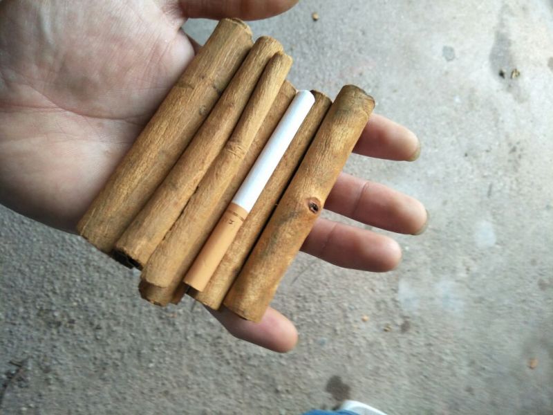 烟仔桂精品烟仔桂