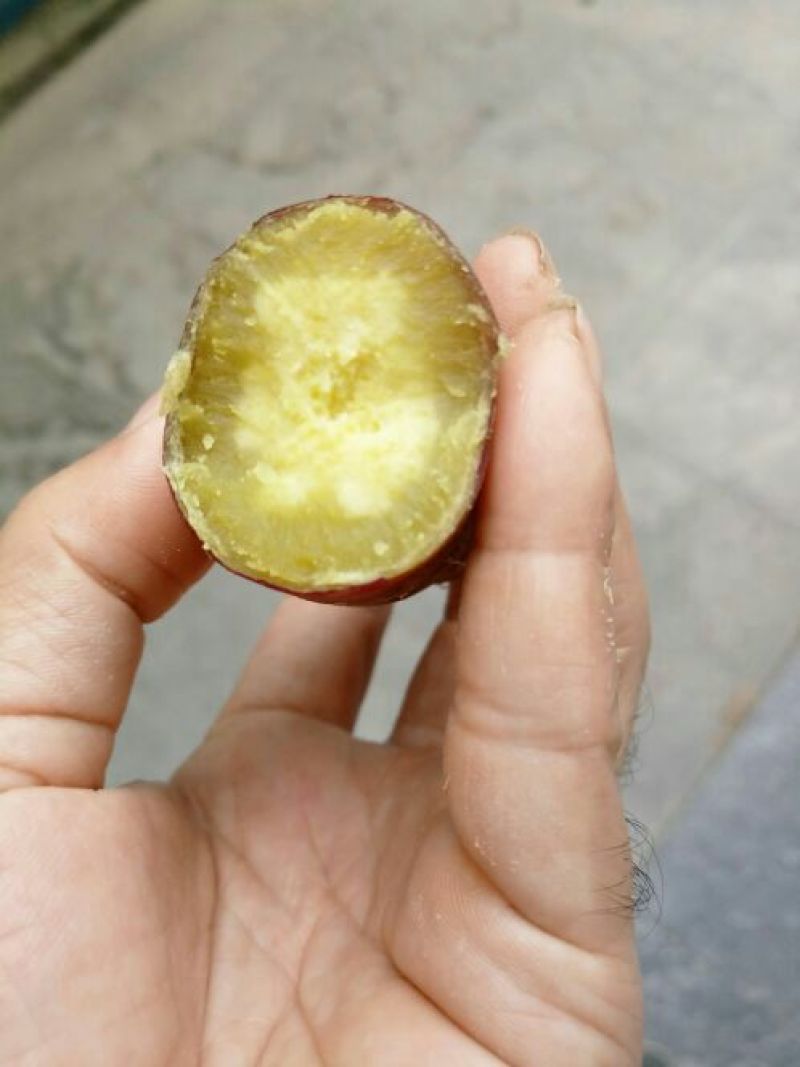 红薯种苗红薯苗