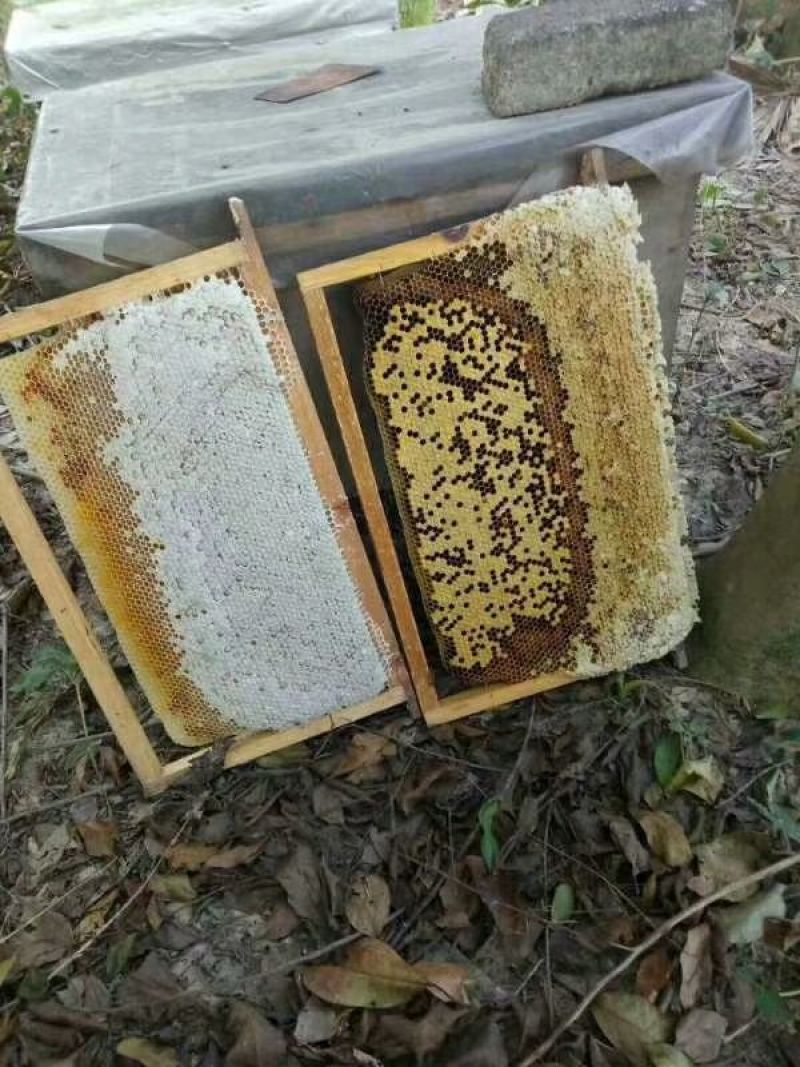 中蜂平箱装