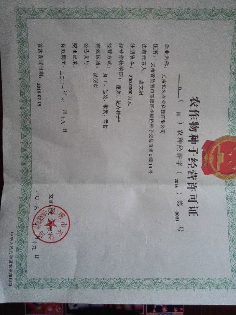 蜜本南瓜种子高纯度95%，高品质，高产量